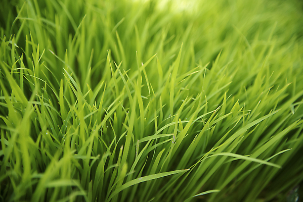 포토 JPG 해외이미지 식물 산업 농업 비즈니스 자연 밥 풍경 사람없음 야외 여름 일본 기계 봄 시골 업무 5월 속도 논밭 묘목 밭일 심기 해외202004 해외포토 나무 계절 아시아 음식 밭 모션 논 작업 날짜 생태계 파일형식 이미지허브