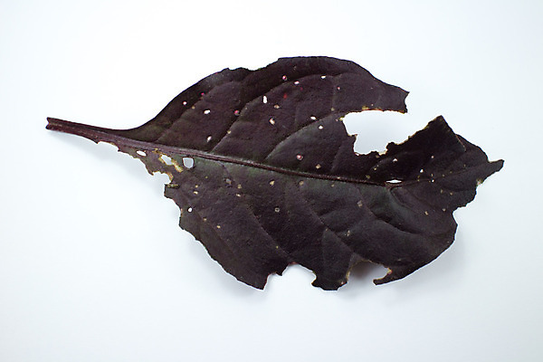 포토 JPG 해외이미지 식물 잎 불꽃 풍경 사람없음 치료 빨간색 정원 보라색 약초 질병 허브 날것 아이비 내추럴 해외202004 해외포토 컬러 의학 불 풀_식물 파일형식 이미지허브