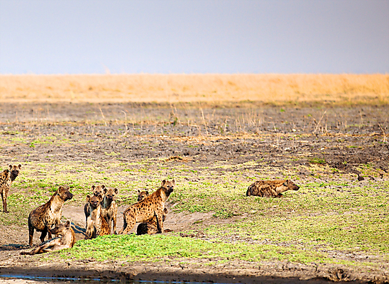 포토 JPG 해외이미지 동물 응시 야생동물 여행 밭 포유류 아프리카 자연 조류 산 서기 풍경 사람없음 옆모습 가로 파란색 노란색 점 황무지 개 먹기 사파리 육식동물 분화구 송곳니 가젤 사바나 수유 열대기후 탄자니아 평야 수평선 해외202004 해외포토 시선 나라 뷰포인트 컬러 농업 모션 치아 생태계 화산 파일형식 이미지허브