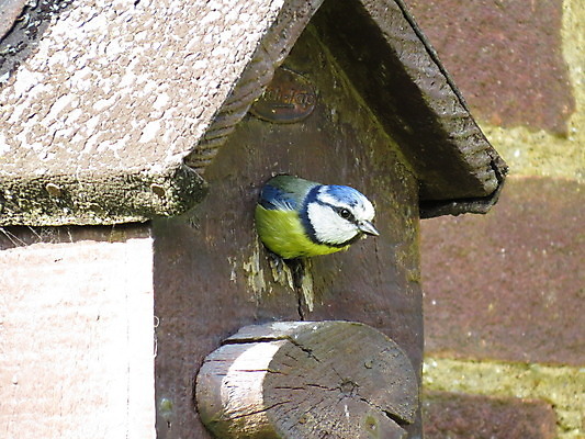 포토 JPG 해외이미지 한마리 야생동물 자연 조류 영국 사람없음 야외 아웃포커스 가로 컬러풀 작음 부리 해외202004 해외포토 동물 1 유럽 컬러 촬영기법 크기 생태계 파일형식 이미지허브