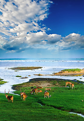 포토 JPG 해외이미지 동물 척추동물 공원 야생동물 백그라운드 밭 포유류 자연 털 뿔 사람없음 야외 가로 초록색 갈색 달러 아기 점 그룹 원주민 숨김 내추럴 아기사슴 암사슴 엘크 전국 많음 해외202004 해외포토 공공시설 새끼 컬러 컨셉 돈 농업 사슴 사람 아프리카인 암컷 생태계 파일형식 이미지허브