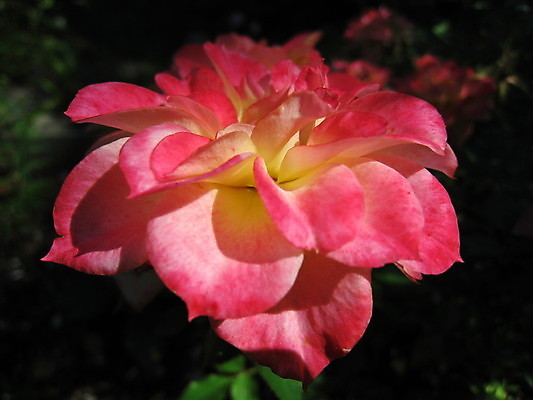 포토 JPG 해외이미지 식물 동물 열매 꽃 분홍색 곤충 과일 자연 사람없음 빨간색 초록색 여름 파란색 노란색 보라색 봄 체리 해외202004 해외포토 계절 컬러 생태계 파일형식 이미지허브