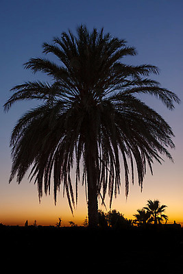 포토 JPG 해외이미지 나무 구름 전통 디자인 배너 실루엣 파도 바다 섬 여행 백그라운드 잎 오렌지 일러스트 자연 하늘 휴가 따뜻함 손바닥 풍경 사람없음 여름 태양 노란색 일출 일몰 자유 고급 저녁 숲 만화 심볼 그림 장면 남쪽 넘어짐 파라다이스 수평선 해외202004 해외포토 자연요소 식물 손 계절 컬러 컨셉 과일 모션 촬영기법 노을 야간 방향 생태계 파일형식 이미지허브