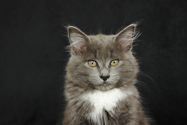 포토 JPG 해외이미지 동물 1 응시 얼굴 백그라운드 장난 포유류 수염 털 앉기 사람없음 반려동물 검은색 고양이 회색 흰색 작음 호기심 꼬리 부드러움 노려봄 고립 해외202004 해외포토 시선 감정 컬러 컨셉 모션 표정 신체부위 감각 크기 파일형식 이미지허브