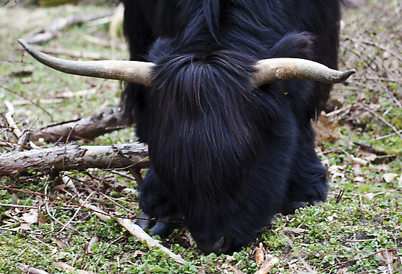 포토 JPG 해외이미지 동물 1 외관 유럽 밭 농업 포유류 털 뿔 사람없음 야외 울타리 농장 펜 머리 쌓기 검은색 소고기 코트 시골 소 닫기 볏짚 방목 먹여주기 묘사 웨이브 밀짚 산악지대 기르기 밭일 찰과상 혼자 스코틀랜드 해외202004 해외포토 나라 산업 컬러 모션 영국 산 육류 신체부위 담장 필기구 외투 짚 축산업 상처 먹기 돌봄 파일형식 이미지허브