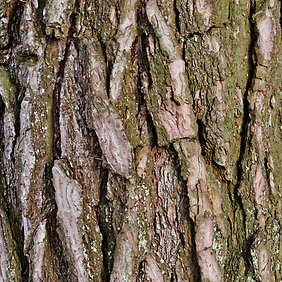 포토 JPG 해외이미지 나무 식물 디자인 백그라운드 패턴 자연 표면 날씨 추상 사람없음 목재 갈색 환경 덮개 껍질 소나무 거친 분위기 균열 숲 큼 피부 순수 질감 나무껍질 잡동사니 내추럴 옛날 해외202004 해외포토 컬러 컨셉 무늬 재료 모션 신체부위 뚜껑 크기 생태계 파일형식 이미지허브