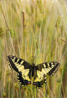 포토 JPG 해외이미지 유럽 야생동물 나비 곤충 밭 자연 사람없음 야외 노란색 해외202004 해외포토 사이프러스공화국 동물 나라 컬러 농업 생태계 파일형식 이미지허브