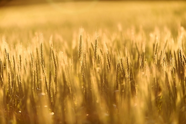 포토 JPG 해외이미지 식물 계절 음식 빵 백그라운드 농업 자연 건조 씨앗 풍경 사람없음 여름 빛 농작물 햇빛 농장 노란색 봄 활발 수확 성장 시골 황금 낟알 땅 시리얼 밀 묘사 밀짚 내추럴 해외202004 해외포토 산업 컬러 컨셉 곡류 태양 짚 생태계 파일형식 이미지허브