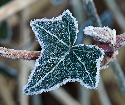 포토 JPG 해외이미지 계절 잎 크리스마스 겨울 자연 휴가 사람없음 얼음 축제 추위 인사 서리 결정체 아이비 상록수 추수감사절 1월 해외202004 해외포토 자연요소 식물 기념일 기독교 예절 날짜 생태계 파일형식 이미지허브