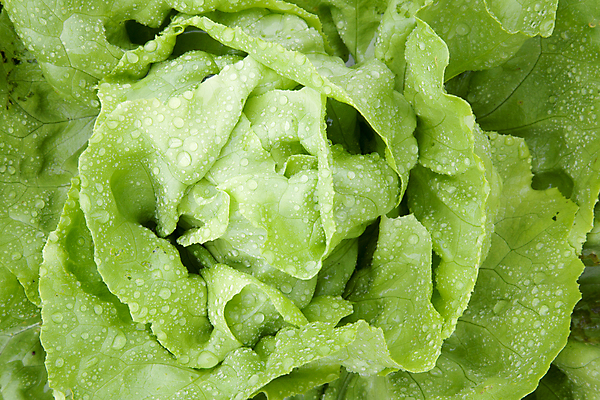 포토 JPG 해외이미지 식물 1 음식 백그라운드 잎 다이어트 채소 재료 자연 건강 사람없음 초록색 물 여름 샐러드 젖음 물방울 신선 오픈 투명 닫기 상추 컨테이너 자르기 빗방울 먹기 오브젝트 싱글 유기농 날것 채식주의자 해외202004 해외포토 자연요소 웰빙 계절 산업 컬러 모션 비_날씨 생태계 채식 파일형식 이미지허브