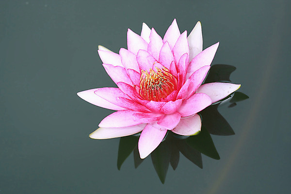 포토 JPG 해외이미지 식물 꽃잎 꽃 아시아 선 분홍색 백그라운드 꽃무늬 자연 휴식 사람없음 야외 장식 물 반사 노란색 환경 정원 침묵 벚꽃 연못 신선 개화 우아함 명상 싱글 내추럴 이국적 천진난만 부족함 해외202004 해외포토 자연요소 나라 컬러 컨셉 무늬 소리 생태계 파일형식 이미지허브