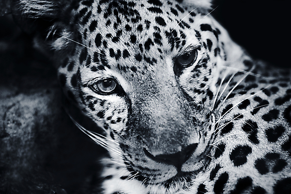 포토 JPG 해외이미지 동물 응시 아시아 얼굴 야생동물 포유류 아프리카 자연 털 사람없음 가로 고양이 사막 황무지 위험 큼 사파리 발리 인도네시아 육식동물 사냥꾼 표범 남쪽 내추럴 힘찬 해외202004 해외포토 직업 시선 나라 섬 컨셉 신체부위 반려동물 크기 방향 생태계 파일형식 이미지허브