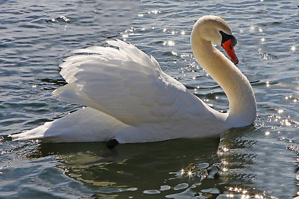 포토 JPG 해외이미지 주간 한마리 호수 사람없음 야외 백조 해외202004 해외포토 자연요소 1 조류 파일형식 이미지허브