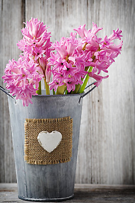 포토 JPG 해외이미지 식물 꽃 분홍색 꽃다발 잎 자연 사람없음 초록색 머리 봄 벚꽃 신선 오브젝트 블루벨 히아신스 해외202004 해외포토 계절 컬러 신체부위 생태계 파일형식 이미지허브