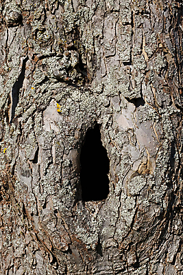 포토 JPG 해외이미지 나무 백그라운드 건조 사람없음 목재 갈색 구멍 거친 터널 상처 질감 나무껍질 잡동사니 썩음 옛날 해외202004 해외포토 식물 길 컬러 재료 껍질 파일형식 이미지허브