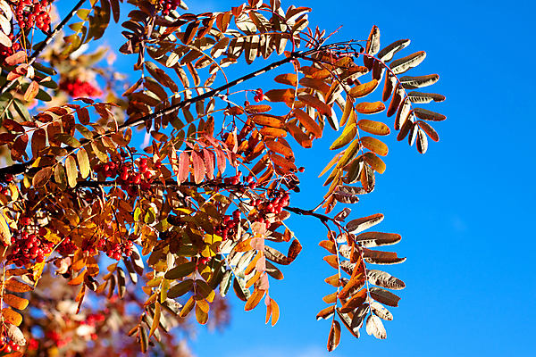 포토 JPG 해외이미지 나무 열매 자연 하늘 사람없음 야외 빨간색 초록색 파란색 햇빛 노란색 평화 맑음 침묵 자유 가을 황금 묘사 해외202004 해외포토 식물 계절 컬러 컨셉 날씨 태양 소리 생태계 파일형식 이미지허브