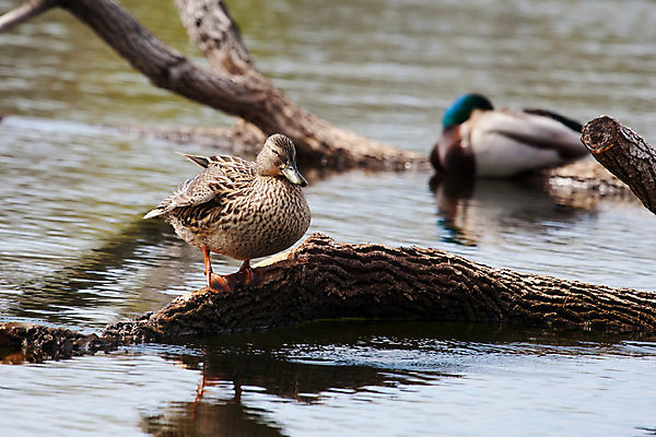 포토 JPG 해외이미지 남자 야생동물 자연 조류 오리 이끼 서기 사람없음 옆모습 물 컬러풀 습지 깃털 통나무 먼지 진흙 청둥오리 해외202004 해외포토 자연요소 나무 동물 뷰포인트 컬러 모션 사람 생태계 파일형식 이미지허브