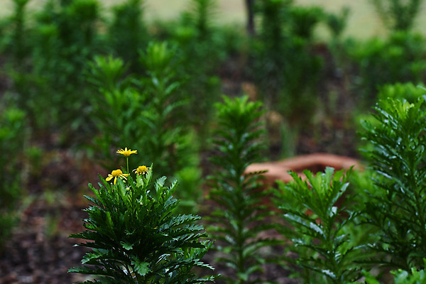 포토 JPG 해외이미지 식물 꽃잎 꽃 백그라운드 잎 꽃무늬 자연 사람없음 가로 초록색 여름 노란색 환경 정원 사진촬영 봄 성장 벚꽃 붓 개화 황금 소프트포커스 허브 관목 데이지 내추럴 남아프리카 영원 해외202004 해외포토 나무 계절 컬러 무늬 아프리카 촬영기법 촬영 생태계 파일형식 이미지허브