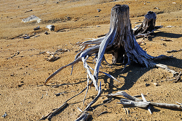 포토 JPG 해외이미지 모래 자연 건조 경사 사람없음 목재 환경 부식 뿌리 가뭄 해외202004 해외포토 나무 재료 날씨 생태계 파일형식 이미지허브