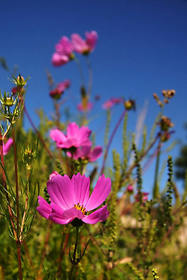 포토 JPG 해외이미지 식물 구름 꽃 행복 산업 아시아 분홍색 밭 농업 오렌지 자연 하늘 해바라기 산 씨앗 사람없음 야외 초록색 여름 파란색 농작물 컬러풀 햇빛 태양 노란색 정원 맑음 봄 활발 시골 질감 밭일 해외202004 해외포토 자연요소 계절 감정 나라 컬러 컨셉 과일 날씨 생태계 파일형식 이미지허브