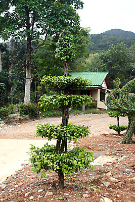 포토 JPG 해외이미지 나무 식물 전통 디자인 꽃 아시아 조각 섬 여행 잎 태국 자연 하늘 코끼리 창조 미술 사람없음 장식 초록색 파란색 정원 원예 내추럴 이국적 해외202004 해외포토 나라 컬러 포유류 문화예술 취미 생태계 파일형식 이미지허브