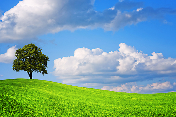 포토 JPG 해외이미지 나무 식물 계절 백그라운드 밭 농업 자연 하늘 날씨 풍경 사람없음 야외 초록색 여름 파란색 컬러풀 농장 환경 활발 성장 시골 언덕 지역 내추럴 수평선 해외202004 해외포토 산업 컬러 컨셉 생태계 파일형식 이미지허브
