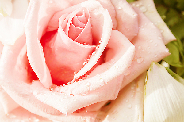 포토 JPG 해외이미지 식물 기념일 꽃잎 꽃 행복 꽃다발 백그라운드 꽃무늬 패턴 자연 결혼식 휴가 기념 발렌타인데이 선물 사랑 사람없음 여름 장미 귀여움 축제 활발 벚꽃 축하 개화 다발 열정 제비 2월 파스텔톤 많음 해외202004 해외포토 계절 감정 컬러 결혼 컨셉 무늬 데이이벤트 조류 이벤트 날짜 생태계 파일형식 이미지허브