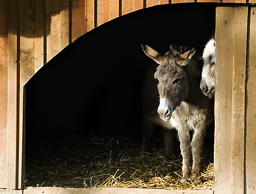 포토 JPG 해외이미지 동물 응시 얼굴 백그라운드 2 창문 포유류 사람없음 목재 가로 반려동물 농장 머리 목장 시골 표현 수줍음 코 귀 장면 솜털 당나귀 죄수 해외202004 해외포토 나무 시선 감정 농업 재료 신체부위 말_동물 파일형식 이미지허브