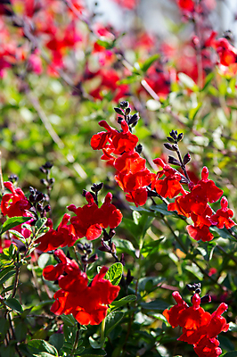 포토 JPG 해외이미지 식물 계절 꽃잎 꽃 백그라운드 잎 꽃무늬 자연 사람없음 야외 장식 빨간색 초록색 여름 컬러풀 머리 정원 봄 성장 벚꽃 침대 신선 개화 허브 유기농 원예 내추럴 고립 해외202004 해외포토 웰빙 컬러 가구 무늬 취미 신체부위 생태계 파일형식 이미지허브