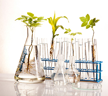 포토 JPG 해외이미지 식물 실내 실험 사람없음 액체 화학 실험실 플라스크 시험관 흰배경 유리관 화학실험 시험관대 해외202004 해외포토 과학 백그라운드 실험기구 내부 흰색 파일형식 이미지허브