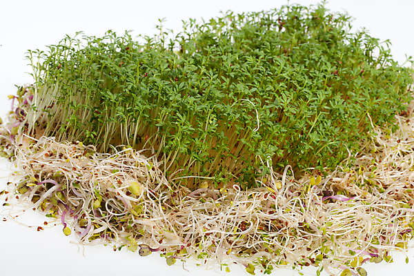 포토 JPG 해외이미지 음식 백그라운드 잎 패턴 농업 다이어트 채소 재료 자연 추상 건조 건강 종류 씨앗 사람없음 초록색 새싹 주방 샐러드 흰색 하트 신선 냄비 낟알 시리얼 먹기 허브 유기농 질감 날것 아로마 뿌리 고립 대두 식욕 채식주의자 칼슘 해외202004 해외포토 모양 식물 웰빙 산업 컬러 무늬 모션 솥 생태계 채식 파일형식 이미지허브