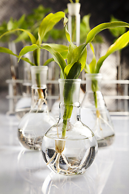 포토 JPG 해외이미지 식물 실내 실험 사람없음 아웃포커스 화학 실험실 유리관 화학실험 둥근플라스크 해외202004 해외포토 과학 촬영기법 실험기구 내부 플라스크 파일형식 이미지허브