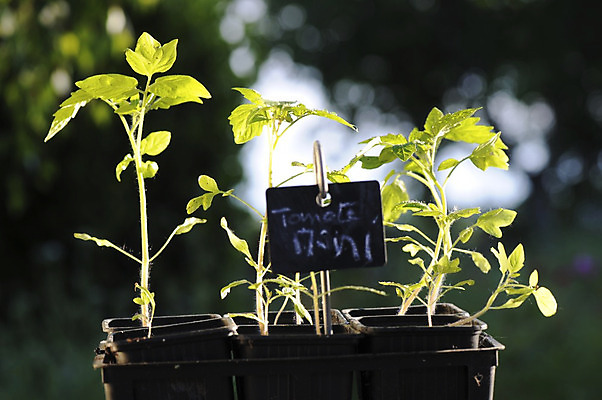 포토 JPG 해외이미지 농업 자연 부츠 사람없음 해외202004 해외포토 산업 신발 생태계 파일형식 이미지허브