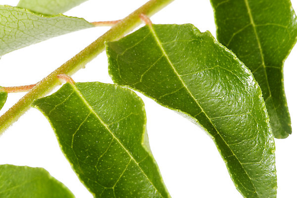 포토 JPG 해외이미지 전통 아시아 잎 채소 태국 요리 동양인 사람없음 초록색 맛 인도인 향신료 매움 아로마 카레 말레이시아 내추럴 해외202004 해외포토 외국인 식물 나라 음식 컬러 컨셉 인종 향미료 파일형식 이미지허브