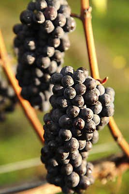 포토 JPG 해외이미지 식물 계절 음식 잎 농업 과일 자연 포도 매달리기 건강 사람없음 빨간색 초록색 와인 수확 성장 가을 시골 달콤 다발 유기농 포도밭 밭일 숙성 양조장 해외202004 해외포토 웰빙 산업 컬러 밭 모션 주류 맛 생태계 파일형식 이미지허브