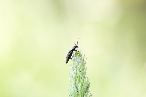 포토 JPG 해외이미지 동물 꽃 야생동물 곤충 백그라운드 밭 자연 표면 생물 안테나 사람없음 야외 가로 초록색 여름 농장 정원 검은색 어둠 자유 외계인 구부린 작음 유연 딱정벌레 싱글 신호 클릭 그리너리 벨벳 해외202004 해외포토 식물 계절 컬러 컨셉 농업 통신 모션 미확인물체 크기 실크 생태계 파일형식 트랜드컬러 이미지허브
