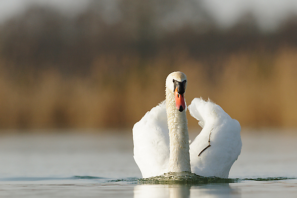 포토 JPG 해외이미지 주간 한마리 호수 사람없음 야외 백조 해외202004 해외포토 자연요소 1 조류 파일형식 이미지허브
