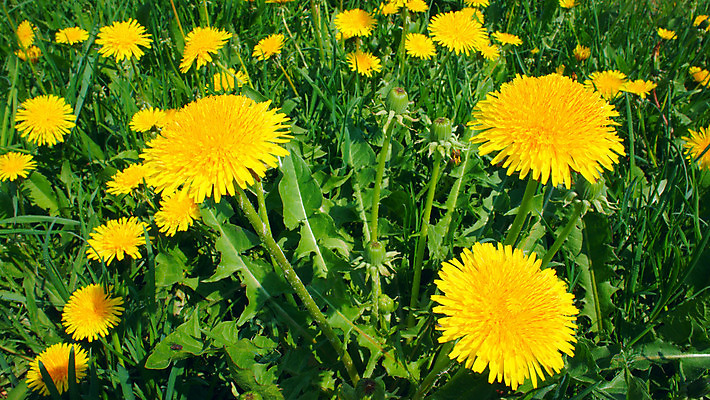 포토 JPG 해외이미지 식물 계절 꽃잎 꽃 백그라운드 잎 밭 자연 풍경 잔디 사람없음 초록색 노란색 정원 봄 벚꽃 민들레 허브 해외202004 해외포토 컬러 농업 생태계 파일형식 이미지허브