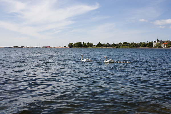 포토 JPG 해외이미지 동물 여자 남자 파도 바다 가족 자연 조류 엄마 풍경 해변 사람없음 물 여름 큼 백조 해외202004 해외포토 자연요소 계절 관계 사람 크기 생태계 파일형식 이미지허브