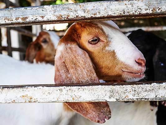 포토 JPG 해외이미지 동물 응시 음식 농업 포유류 염소 사람없음 농장 갈색 희망 흰색 아기 구출 보호 학대 배고픔 양고기 강렬 기르기 해외202004 해외포토 시선 감정 산업 컬러 컨셉 육류 사람 도움 사회이슈 돌봄 파일형식 이미지허브