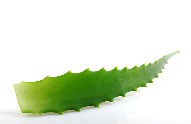 포토 JPG 해외이미지 식물 꽃 줄기 백그라운드 잎 자연 선인장 건강 사람없음 초록색 물 빛 약 우주 주스 화장품 활발 젖음 사막 성장 흰색 신선 가시 닫기 떨어짐 허브 피부 순수 묘사 피부관리 스파이크 고립 넘어짐 돌봄 알로에 억울 디테일 해외202004 해외포토 자연요소 감정 음료 컬러 컨셉 의학 모션 신체부위 뷰티 생태계 파일형식 이미지허브