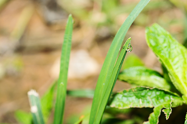 포토 JPG 해외이미지 식물 라이프스타일 백그라운드 잎 자연 날씨 사람없음 야외 초록색 물 여름 빛 햇빛 태양 일출 환경 정원 침묵 일몰 봄 거품 젖음 성장 물방울 신선 투명 액체 떨어짐 보호 이슬 빗방울 순수 질감 완전 해외202004 해외포토 자연요소 계절 컬러 컨셉 생활 노을 소리 비_날씨 생태계 파일형식 이미지허브