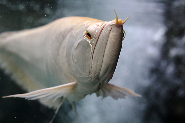 포토 JPG 해외이미지 동물 응시 백그라운드 모션 자연 동물원 어류 동양인 사람없음 빨간색 물 반려동물 컬러풀 우주 검은색 수영 중국 흰색 용 표현 행운 황금 호흡 은색 심볼 눈금 육식동물 지느러미 수족관 선사시대 민물 부적 이국적 해외202004 해외포토 자연요소 시선 아시아 컬러 컨셉 인종 수중동물 수상스포츠 역사 생태계 파일형식 이미지허브