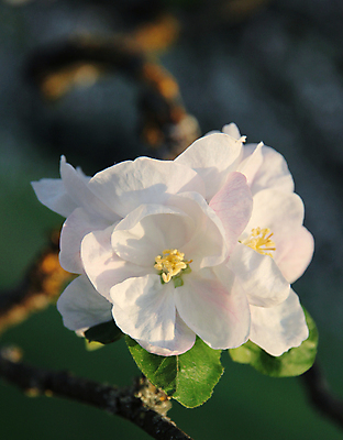 포토 JPG 해외이미지 나무 식물 계절 꽃잎 꽃 줄기 분홍색 잎 꽃무늬 자연 부활절 사람없음 초록색 새싹 우주 환경 정원 침묵 일몰 봄 성장 벚꽃 흰색 나뭇가지 신선 개화 우아함 사과 저녁 향기 아로마 부드러움 아로마테라피 내추럴 해외202004 해외포토 기념일 컬러 컨셉 무늬 과일 노을 소리 감각 야간 생태계 냄새 테라피 파일형식 이미지허브