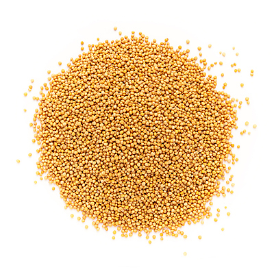 포토 JPG 해외이미지 사람없음 흰색 낟알 향신료 겨자씨 해외202004 해외포토 컬러 씨앗 향미료 파일형식 이미지허브