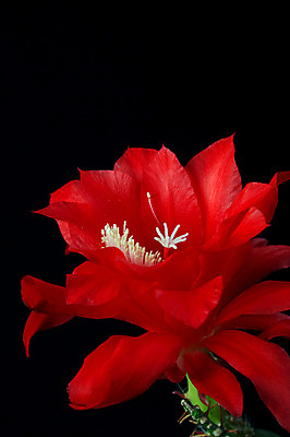 포토 JPG 해외이미지 식물 꽃잎 꽃 분홍색 백그라운드 자연 선인장 사람없음 빨간색 초록색 머리 검은색 사막 엄지손가락 벚꽃 개화 야간 향수 싱글 원예 향기 날카로움 꽃가루 보여주기 꽃수술 이국적 해외202004 해외포토 자연요소 컬러 손가락 모션 취미 신체부위 화장품 가루 생태계 냄새 파일형식 이미지허브