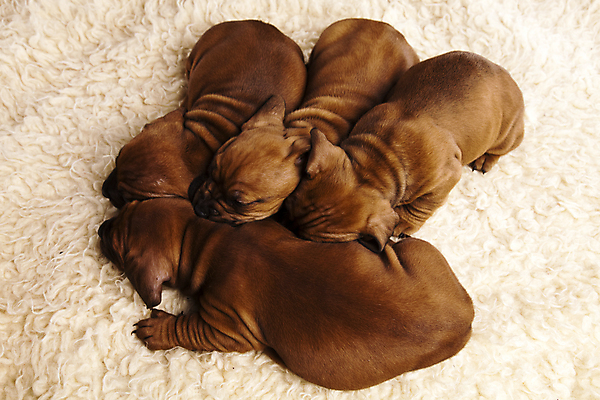 포토 JPG 해외이미지 반려견 새끼 엎드리기 여러마리 실내 사람없음 반려동물 하이앵글 귀여움 기댐 카펫 강아지 닥스훈트 양털 해외202004 해외포토 동물 뷰포인트 다수 컨셉 모션 내부 개 파일형식 이미지허브