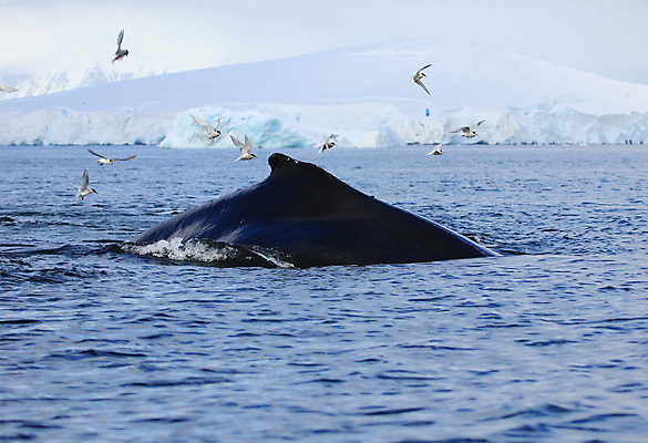 포토 JPG 해외이미지 동물 야생동물 바다 여행 겨울 포유류 자연 털 사람없음 물 머리 점프 얼음 봄 추위 물개 남극 북극 고래 꼬리 서리 지느러미 봉 빙산 북쪽 표범 남쪽 해외202004 해외포토 자연요소 계절 모션 신체부위 바다동물 수중동물 극지방 방향 생태계 파일형식 이미지허브