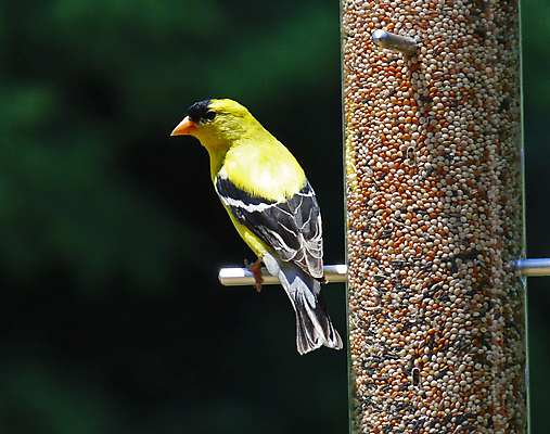 포토 JPG 해외이미지 동물 야생동물 음식 날개 자연 조류 씨앗 앉기 사람없음 야외 노란색 황금 깃털 부리 엉겅퀴 해외202004 해외포토 식물 꽃 컬러 모션 생태계 파일형식 이미지허브