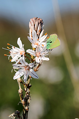포토 JPG 해외이미지 식물 구름 꽃잎 꽃 유럽 줄기 나비 꽃무늬 밭 자연 하늘 산 풍경 사람없음 초록색 여름 맑음 봄 이탈리아 활발 들꽃 벚꽃 흰색 시골 개화 다발 지중해 허브 묘사 신화 내추럴 목가 해외202004 해외포토 자연요소 계절 나라 바다 컬러 곤충 컨셉 무늬 농업 날씨 생태계 파일형식 이미지허브